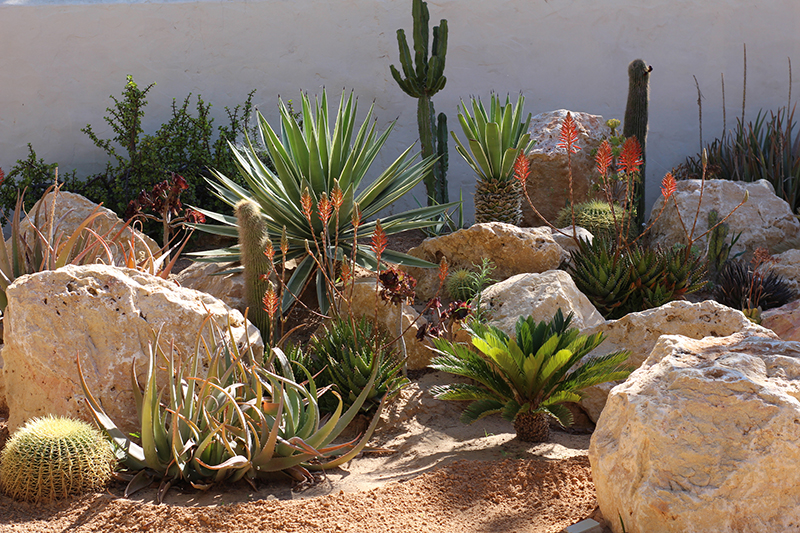 Small palm trees and cacti for landscape design.